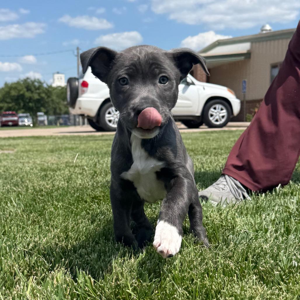 Enlarge Piglet, a Adoptable Mixed Breed in McPherson, KS image 1/1