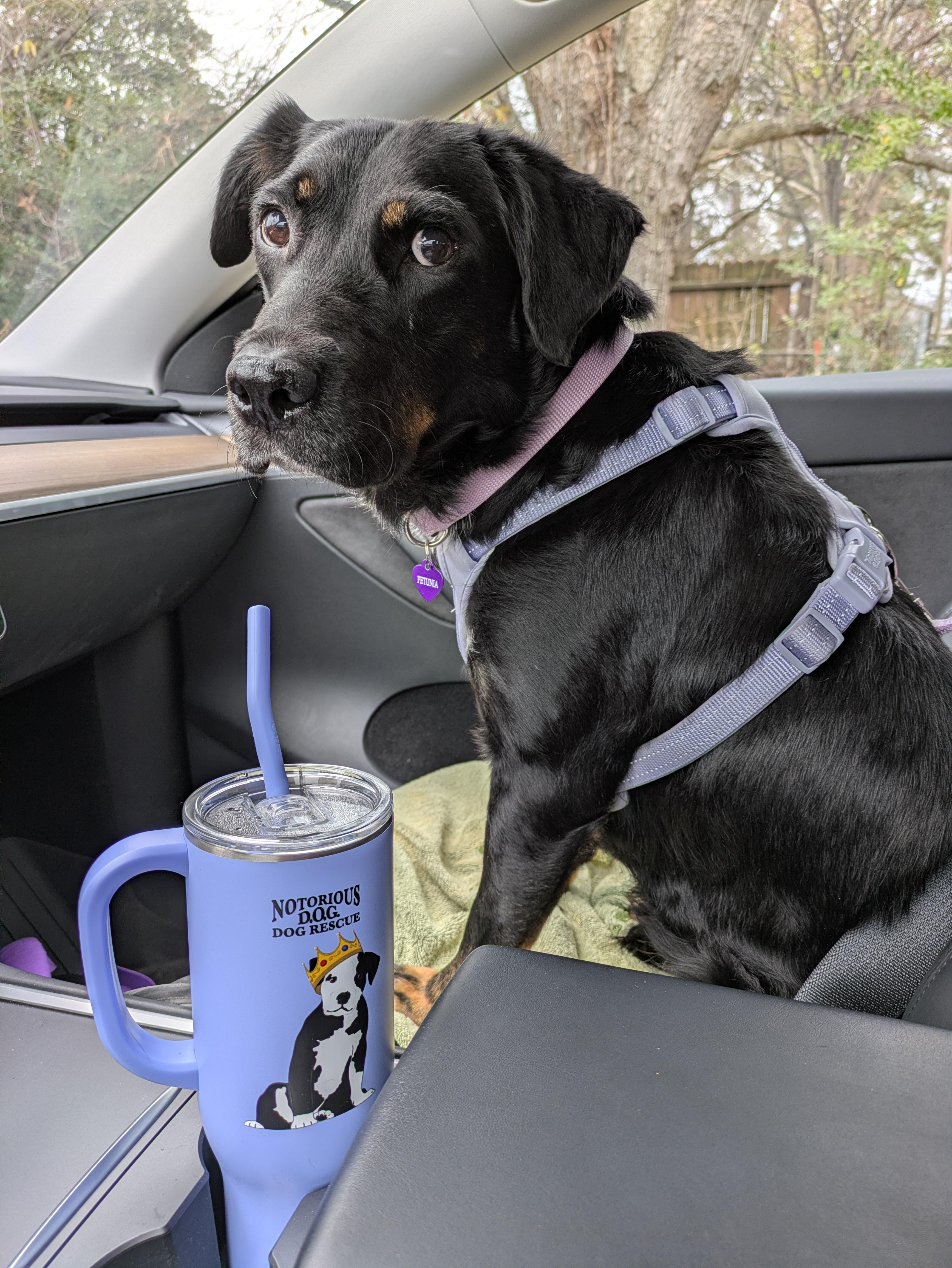 Enlarge Petunia, a Adoptable mixed breed in Huntsville, AL image 4/4