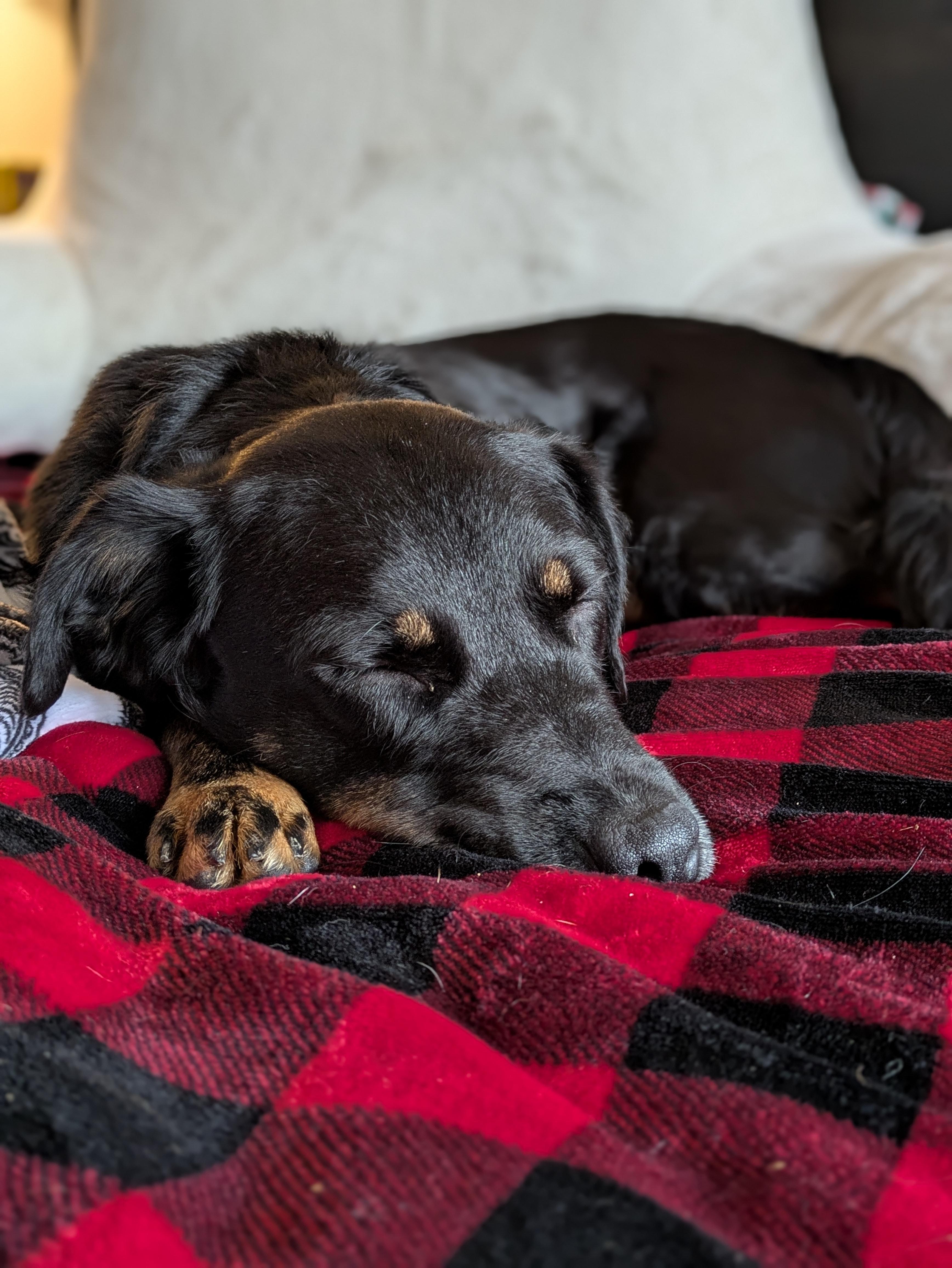 Enlarge Petunia, a Adoptable mixed breed in Huntsville, AL image 2/4