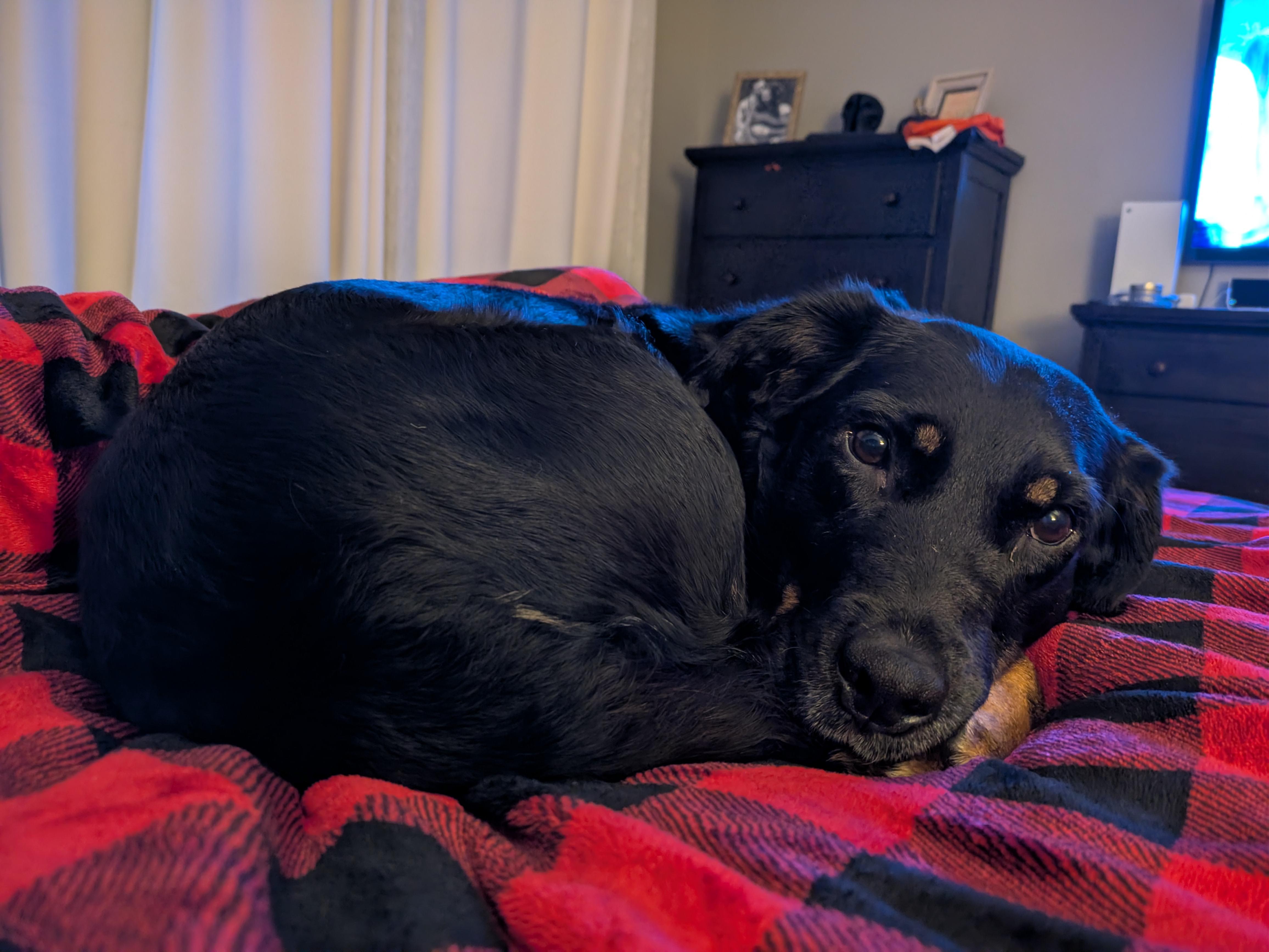 Enlarge Petunia, a Adoptable mixed breed in Huntsville, AL image 3/4