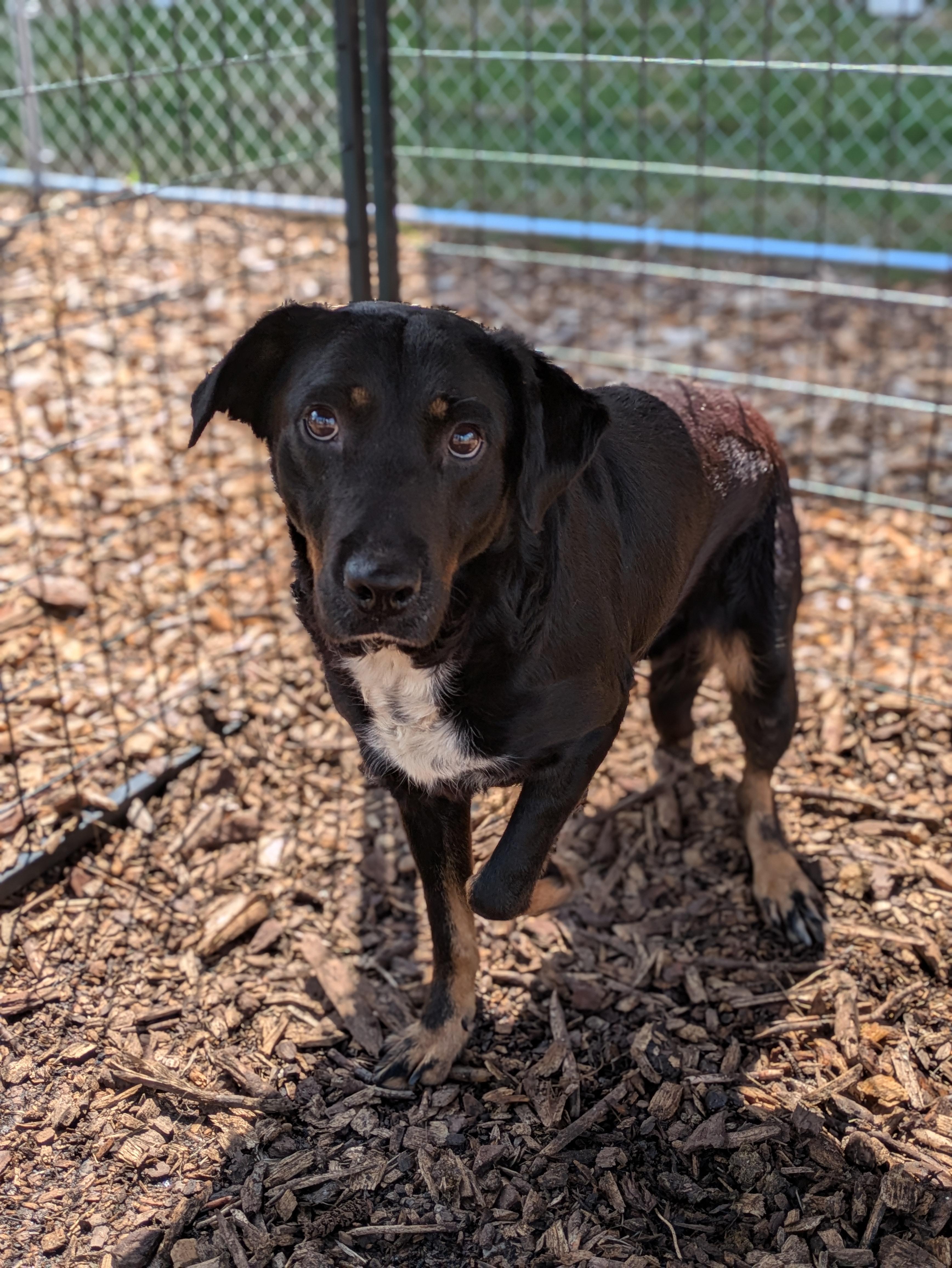 Enlarge Petunia, a Adoptable Hound in Huntsville, AL image 1/2