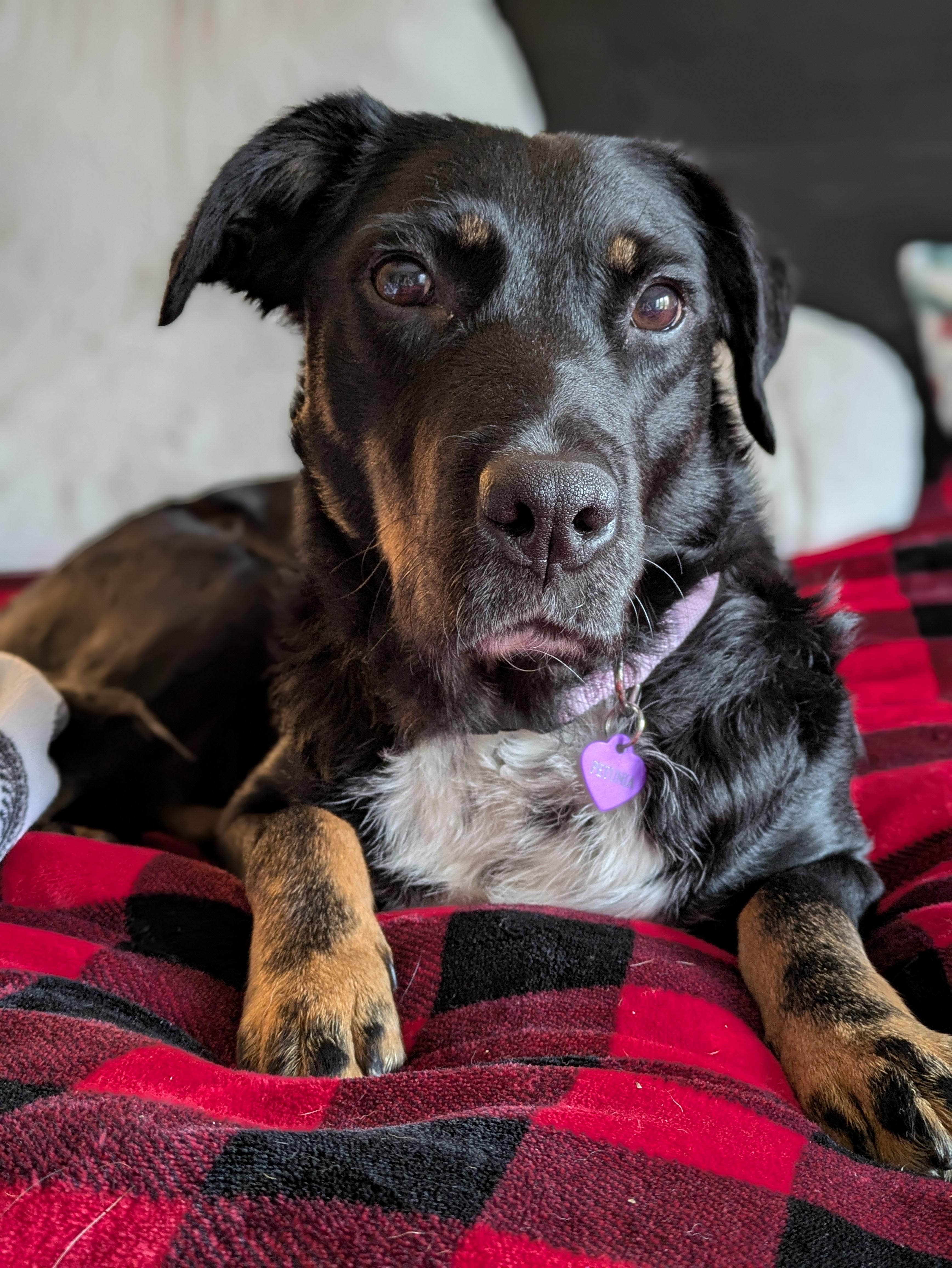 Petunia, Adoptable, Young Female Hound.