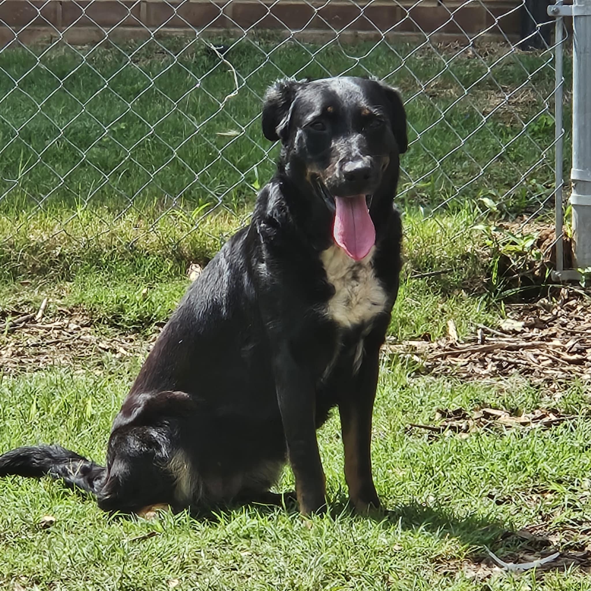 Enlarge Petunia, a Adoptable Hound in Huntsville, AL image 2/2