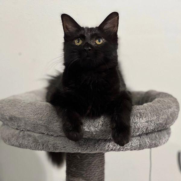 Puffy, a Adoptable Domestic Long Hair in Oakland Park, FL image 1/2