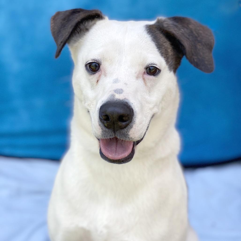 Enlarge Lilly, a Adoptable Terrier in Calverton, NY image 3/5