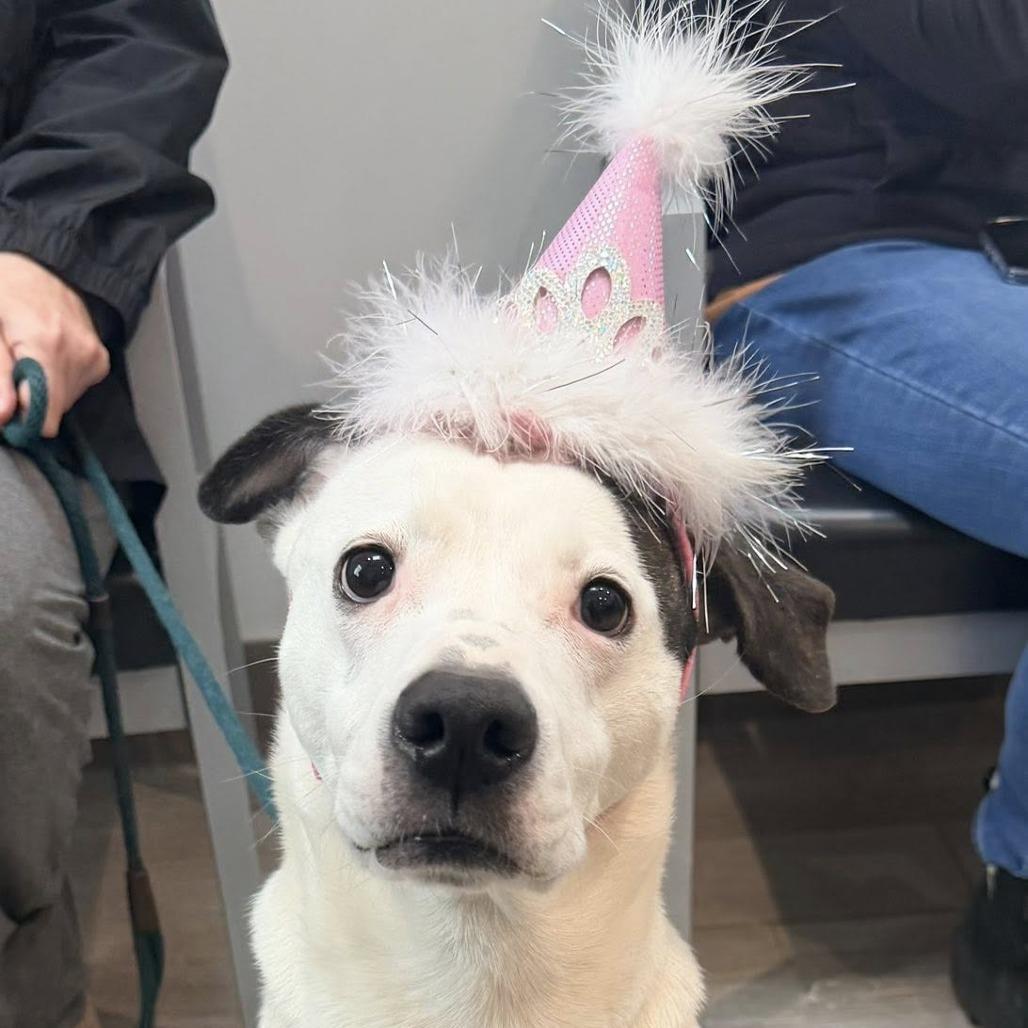 Enlarge Lilly, a Adoptable Terrier in Calverton, NY image 4/6