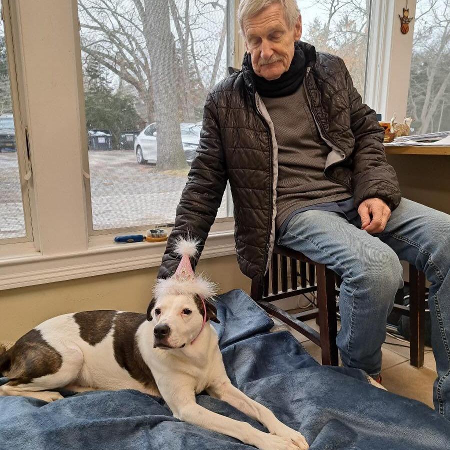 Enlarge Lilly, a Adoptable Terrier in Calverton, NY image 4/5