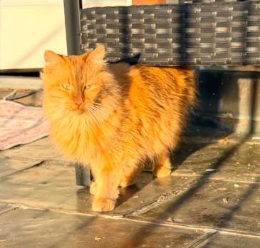 Enlarge Reba McIntire, a Adoptable mixed breed in Miami, OK image 2/5