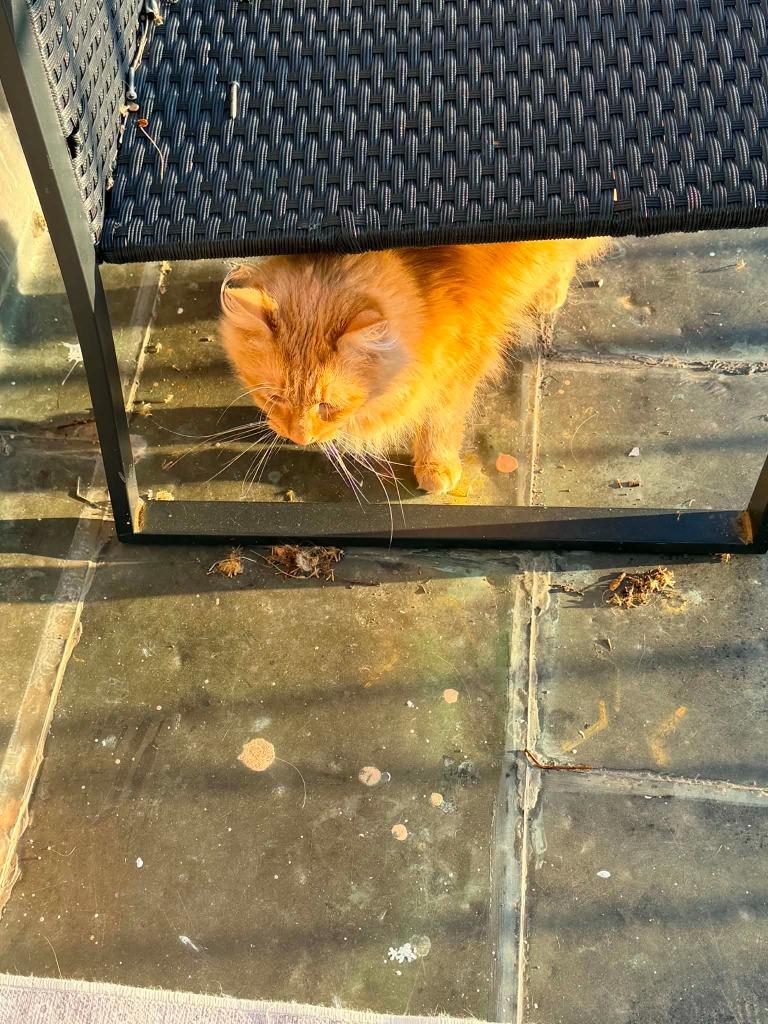 Enlarge Reba McIntire, a Adoptable mixed breed in Miami, OK image 3/5