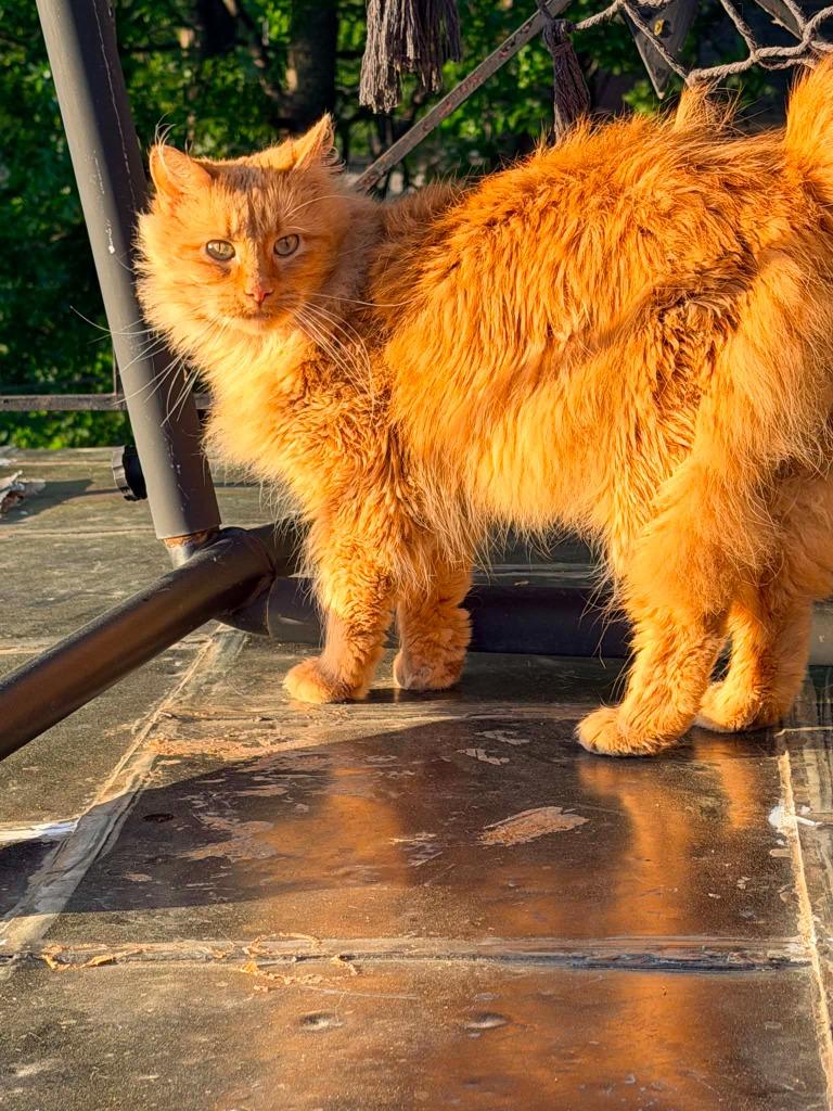 Enlarge Reba McIntire, a Adoptable mixed breed in Miami, OK image 5/5