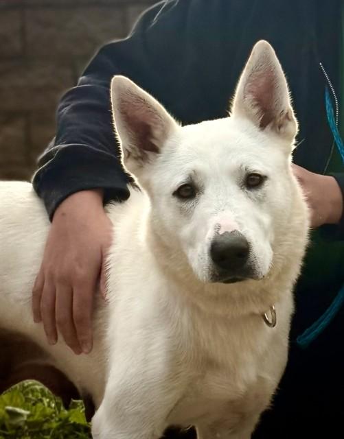 MISTLETOE, Adoptable, Young Female German Shepherd Dog & Mixed Breed.