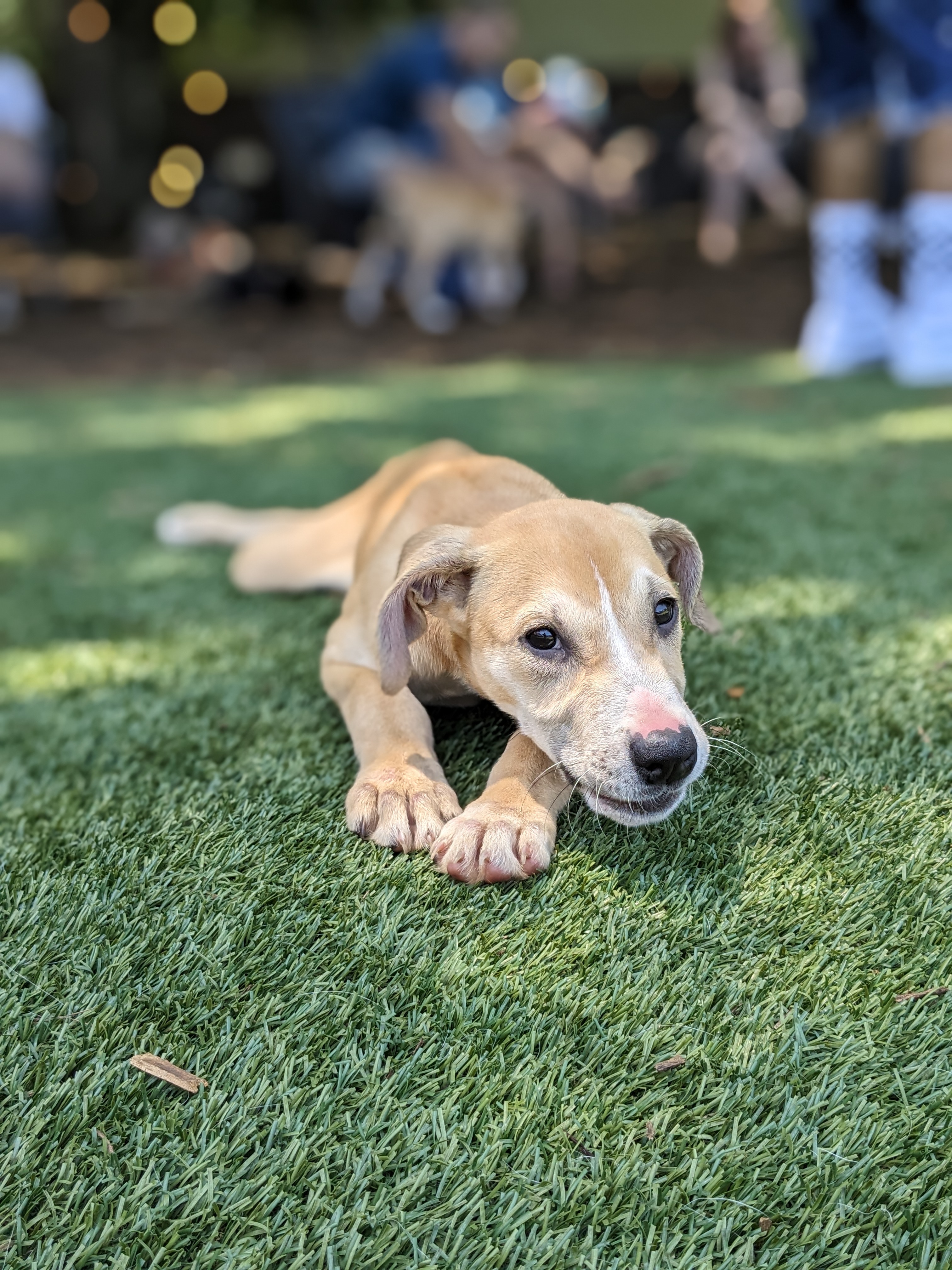 Lucy, Adopted, Young Female Retriever.