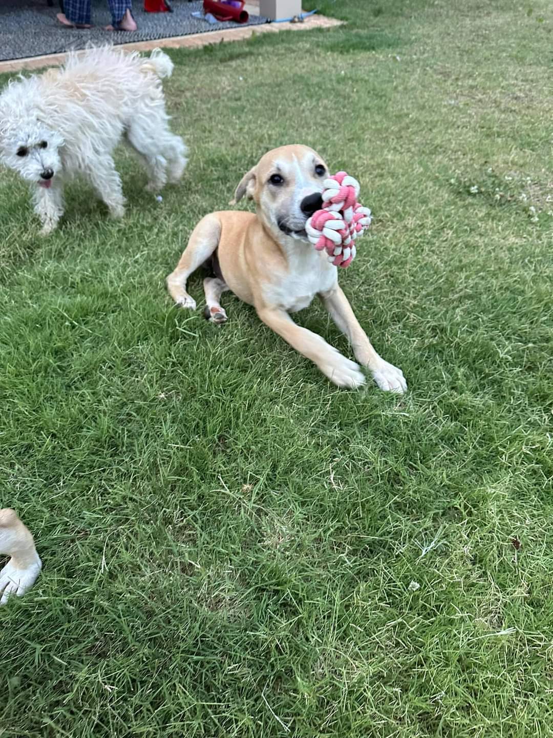 Enlarge Lucy, a Adopted Retriever in Huntsville, AL image 2/6