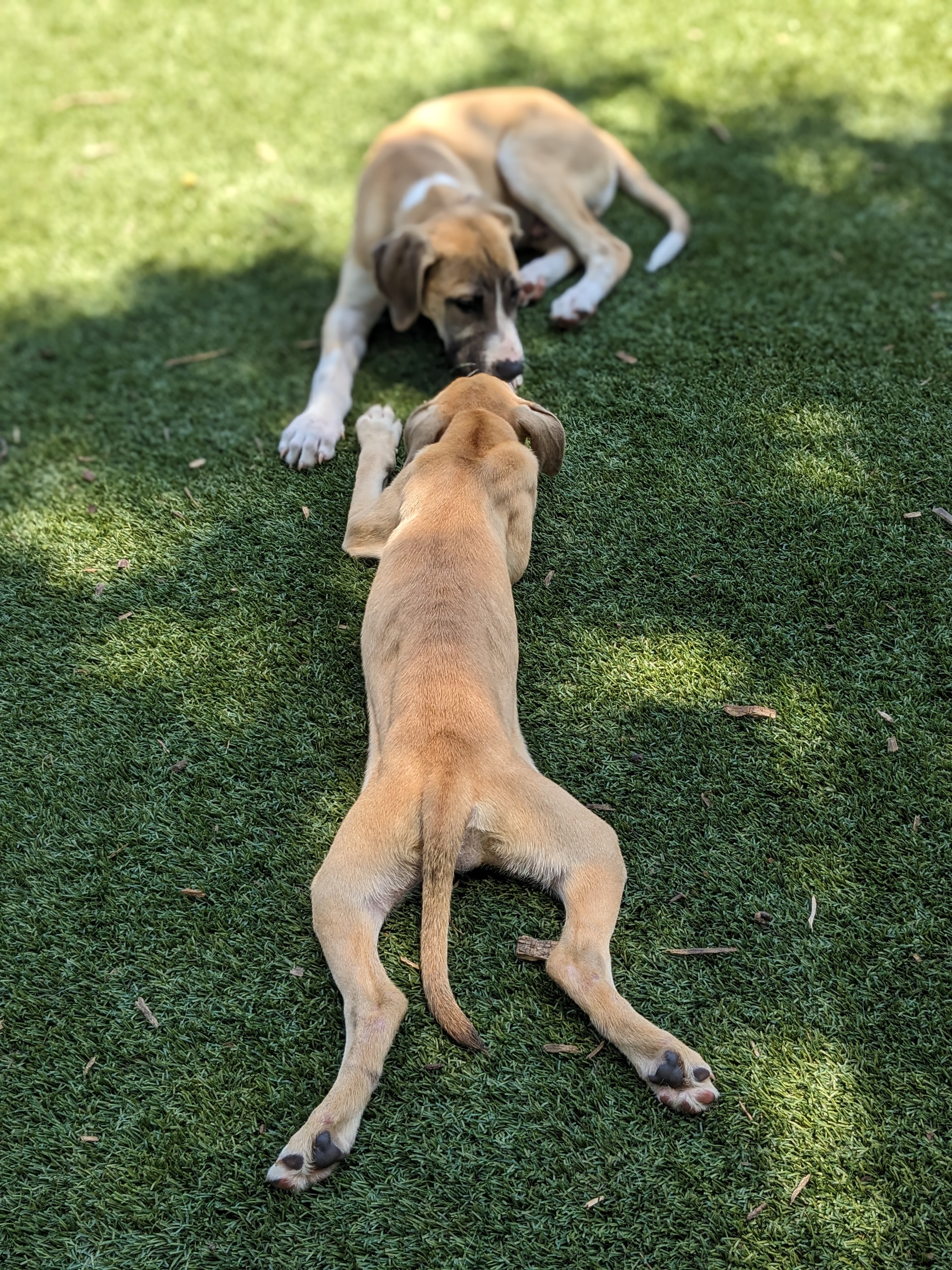 Enlarge Lucy, a Adopted Retriever in Huntsville, AL image 5/6