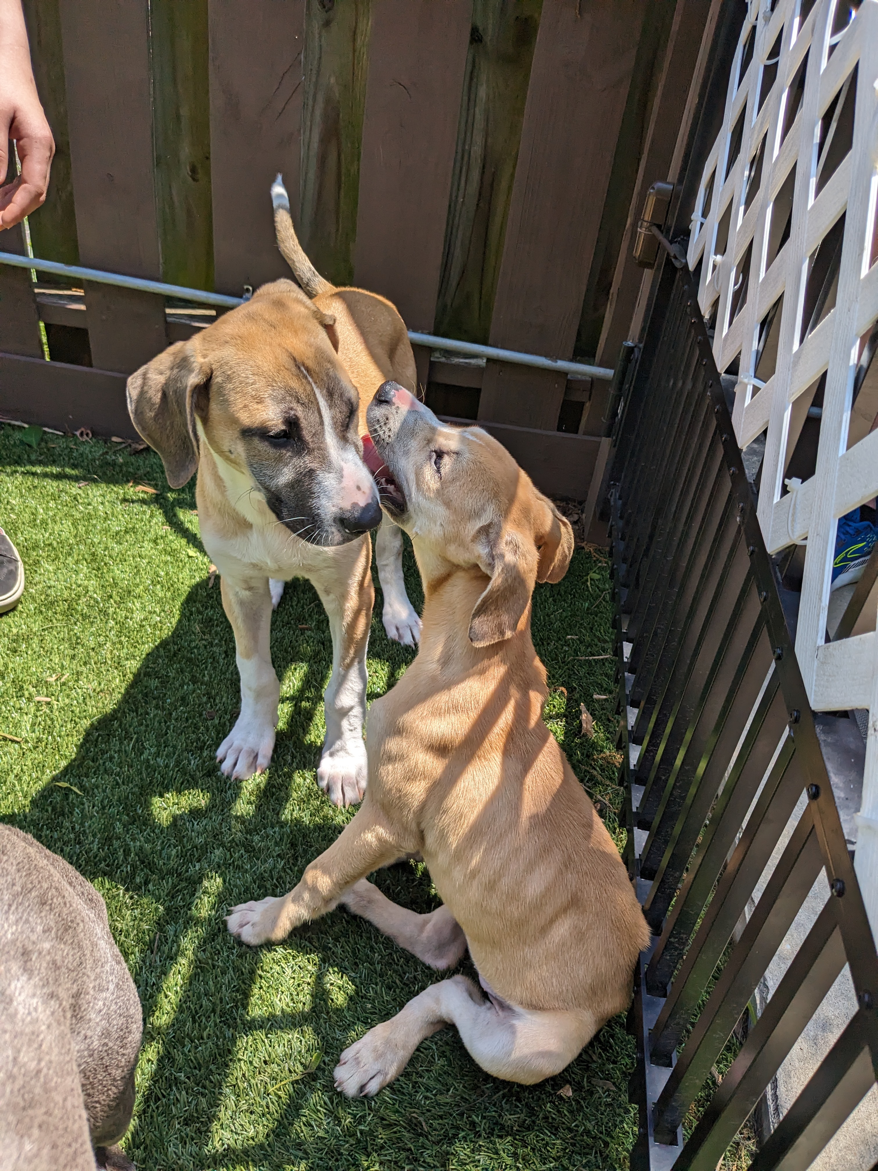 Enlarge Lucy, a Adopted Retriever in Huntsville, AL image 4/6