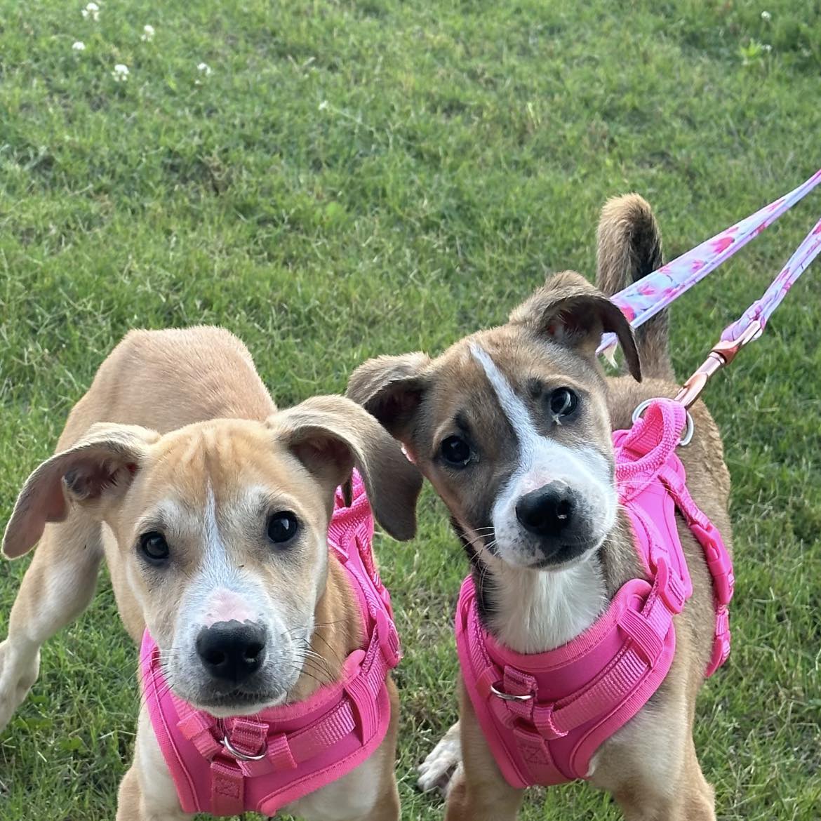 Enlarge Lucy, a Adopted Retriever in Huntsville, AL image 3/6