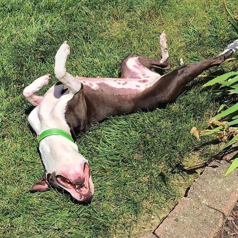 Enlarge Beatrice, a Adoptable mixed breed in Roachdale, IN image 1/6