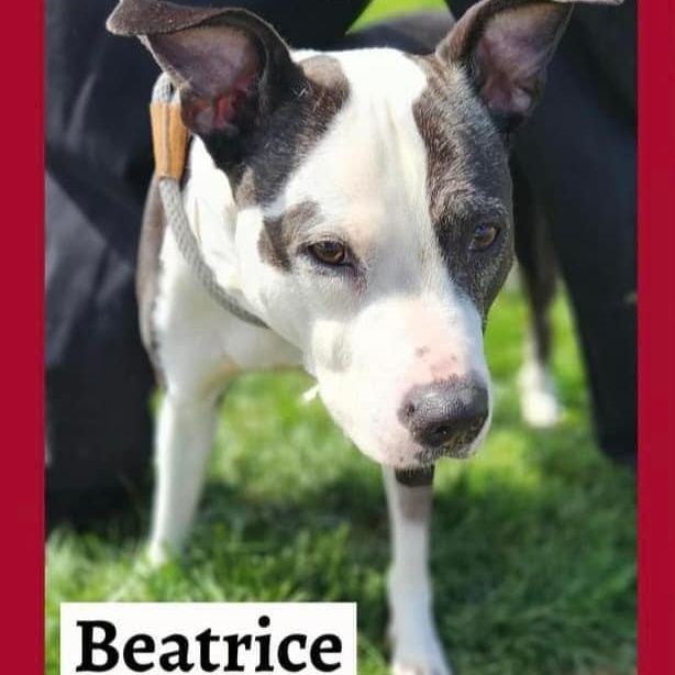 Enlarge Beatrice, a Adoptable mixed breed in Roachdale, IN image 2/6