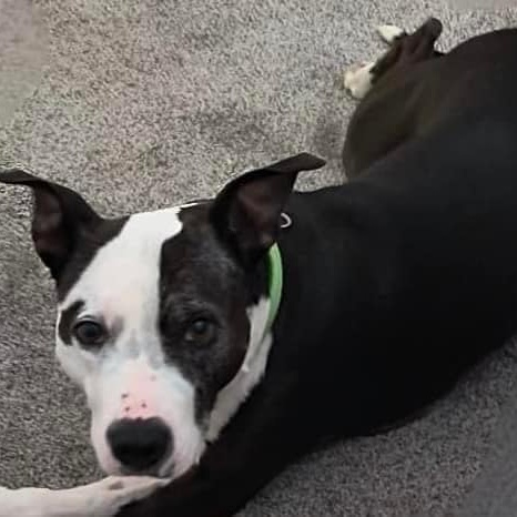 Enlarge Beatrice, a Adoptable mixed breed in Roachdale, IN image 3/6