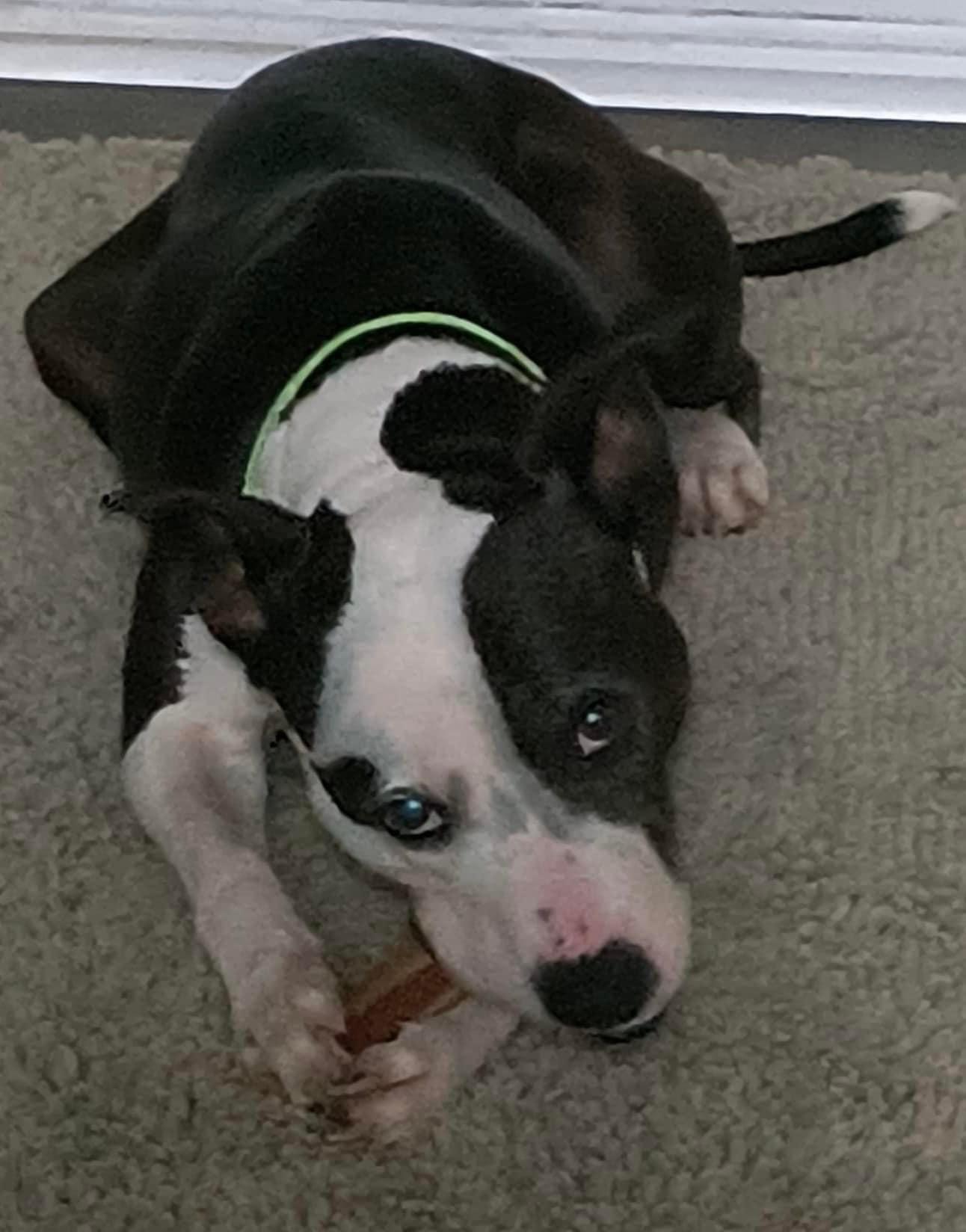 Enlarge Beatrice, a Adoptable mixed breed in Roachdale, IN image 4/6