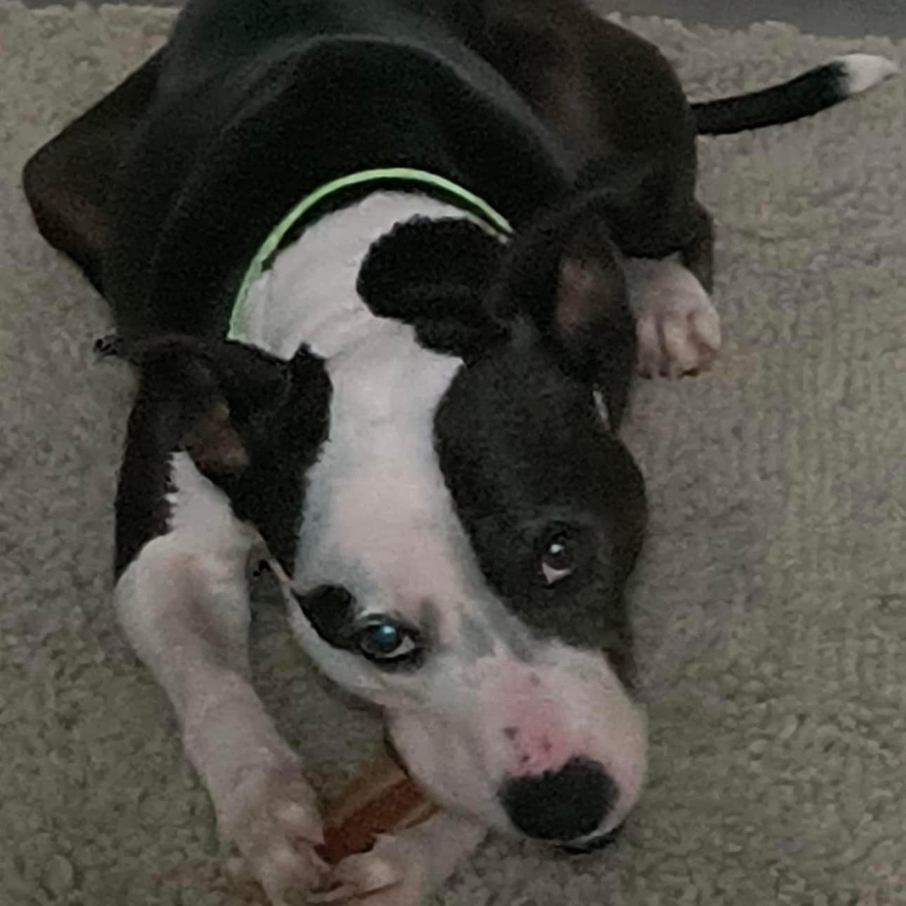 Enlarge Beatrice, a Adoptable mixed breed in Roachdale, IN image 5/6