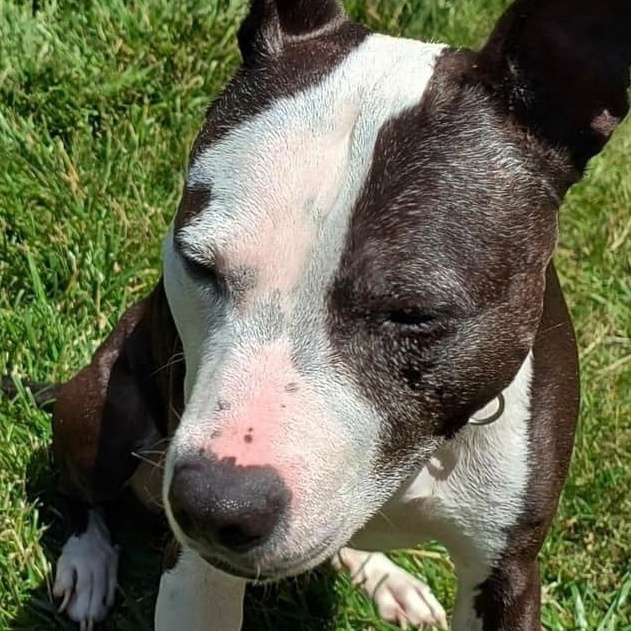 Enlarge Beatrice, a Adoptable mixed breed in Roachdale, IN image 6/6