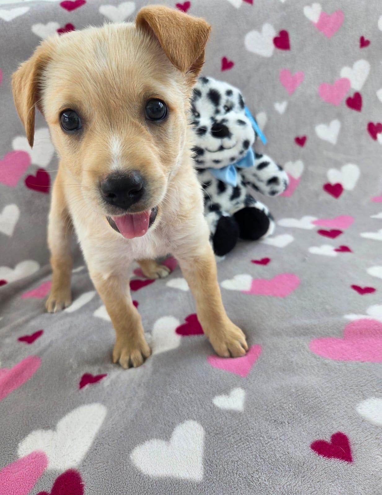 Enlarge Joseph, a ADOPTABLE mixed breed in Asbury Park, NJ image 6/6
