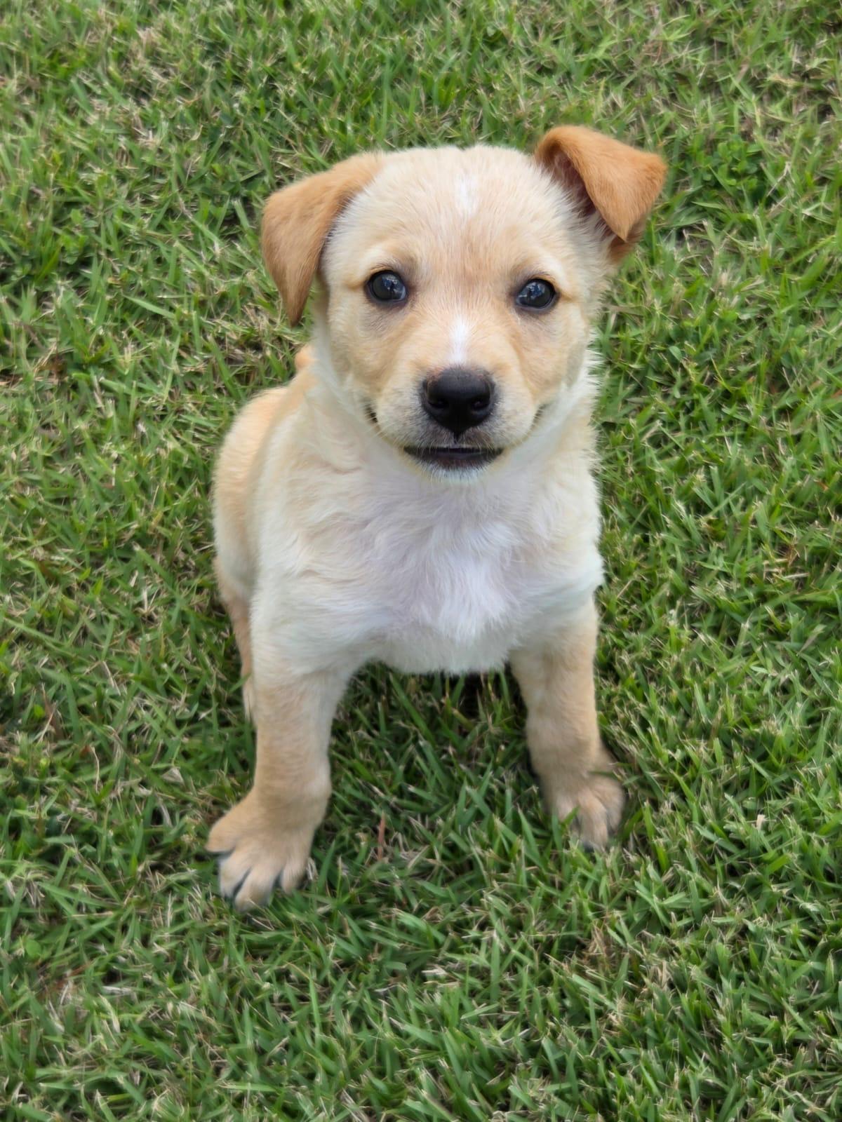 Joseph, ADOPTABLE, Puppy Male Shepherd.