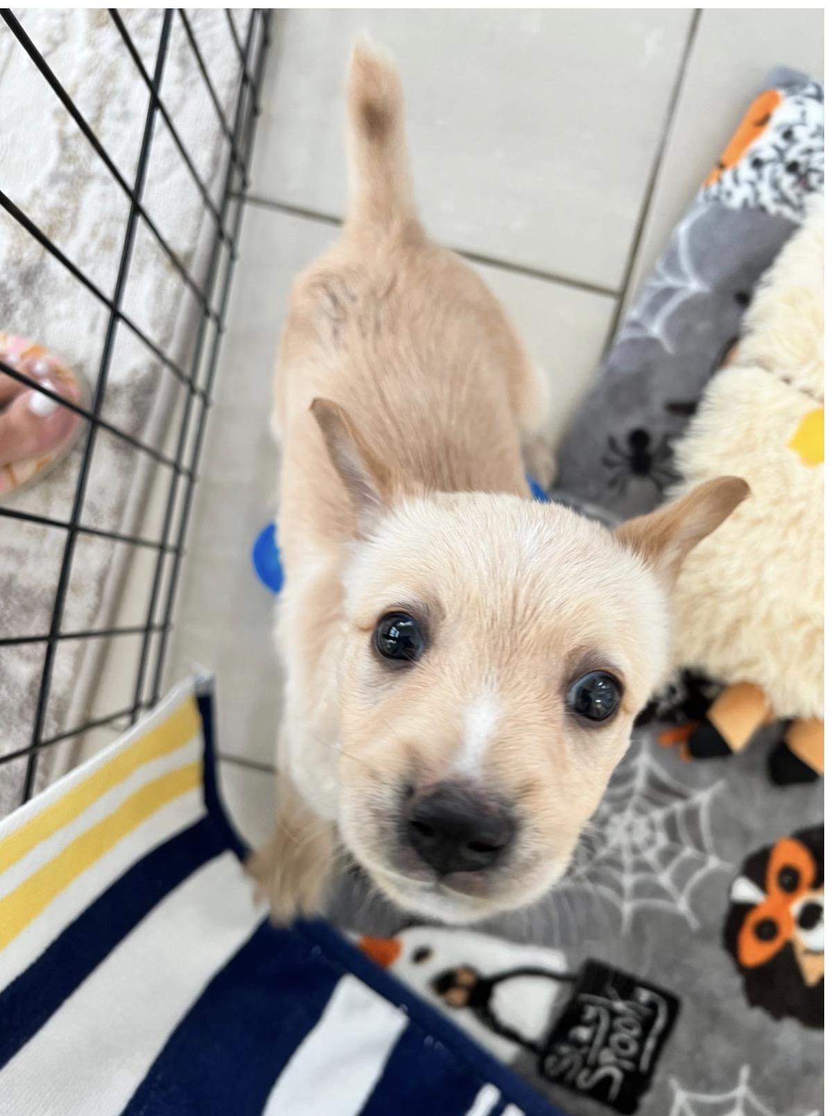 Enlarge Joseph, a ADOPTABLE mixed breed in Asbury Park, NJ image 2/6