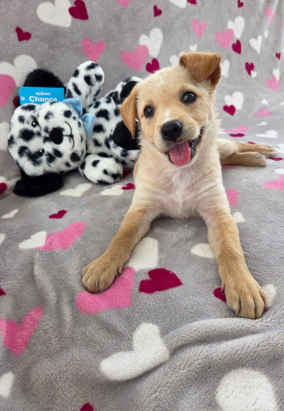 Joseph, ADOPTABLE, Puppy Male Shepherd.