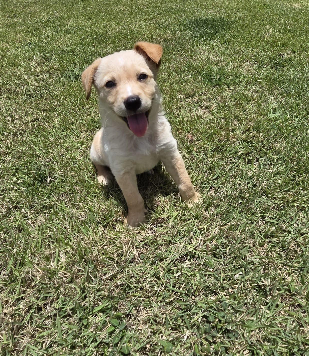 Joseph, a ADOPTABLE mixed breed in Staten Island , NY image 6/6