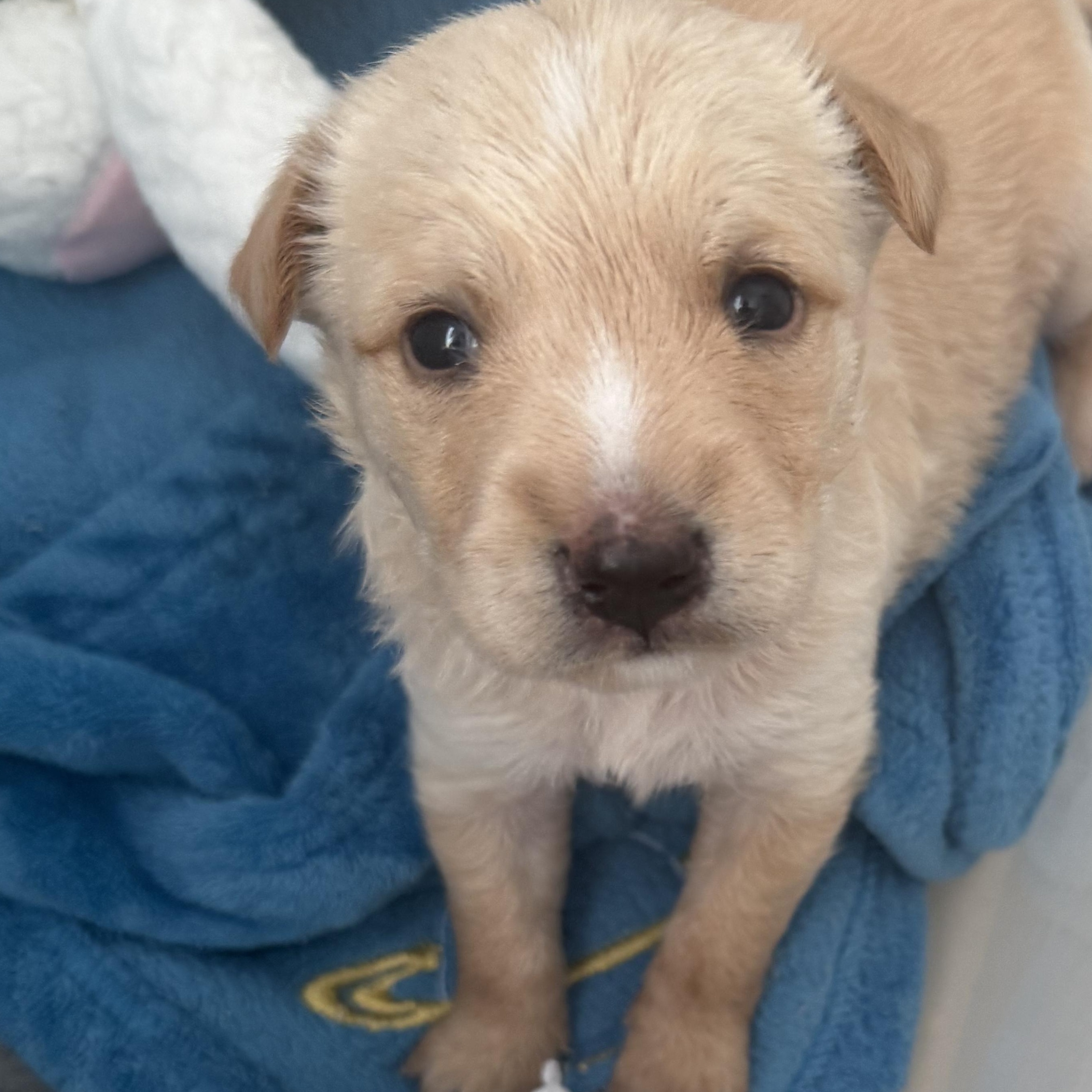 Enlarge Joseph, a ADOPTABLE mixed breed in Asbury Park, NJ image 3/6