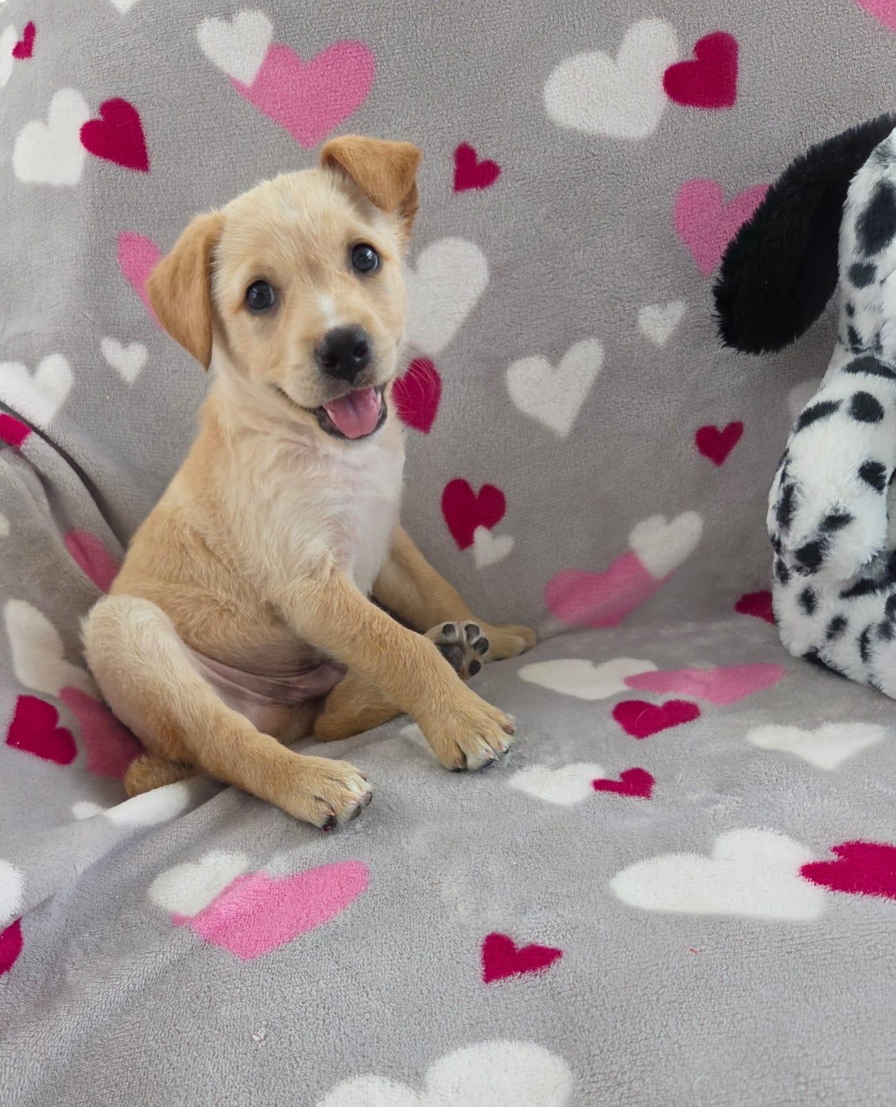 Enlarge Joseph, a ADOPTABLE mixed breed in Asbury Park, NJ image 5/6