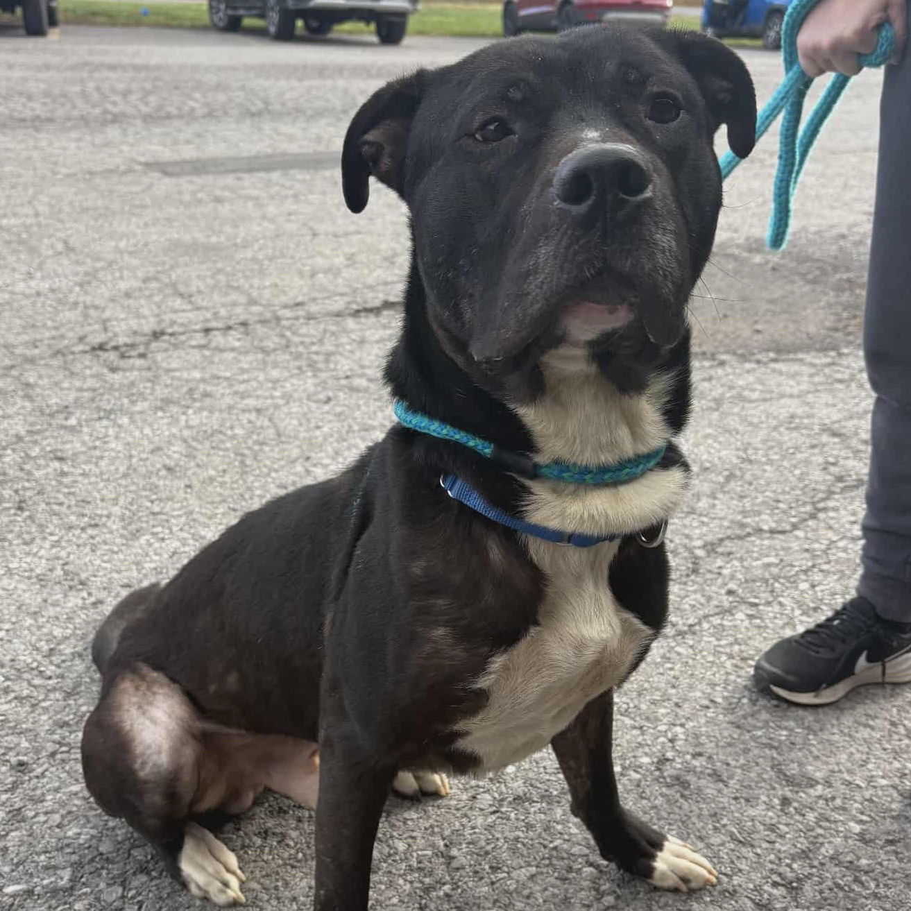 Enlarge Dennis, a Adoptable Terrier in North Syracuse, NY image 2/2