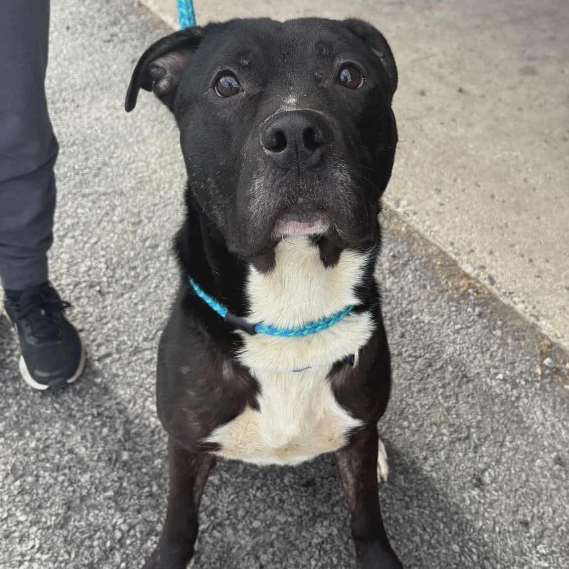 Enlarge Dennis, a Adoptable Terrier in North Syracuse, NY image 1/2