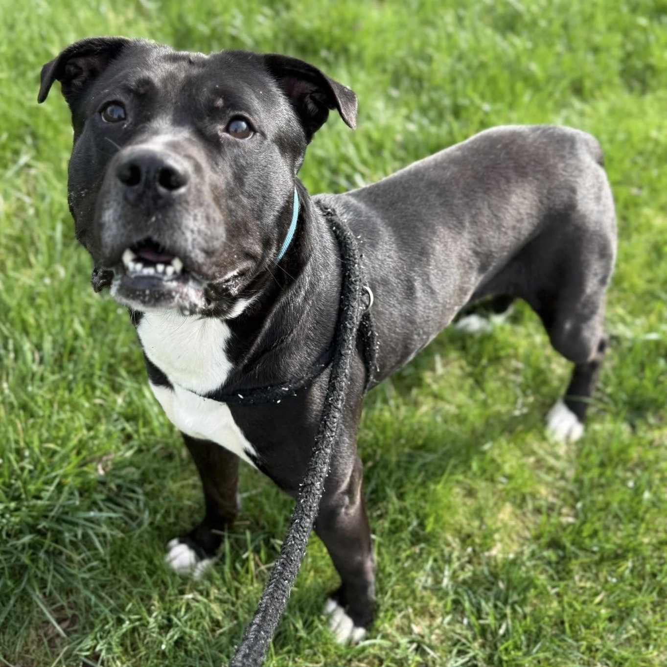Enlarge Dennis, a Adoptable Terrier in North Syracuse, NY image 2/3