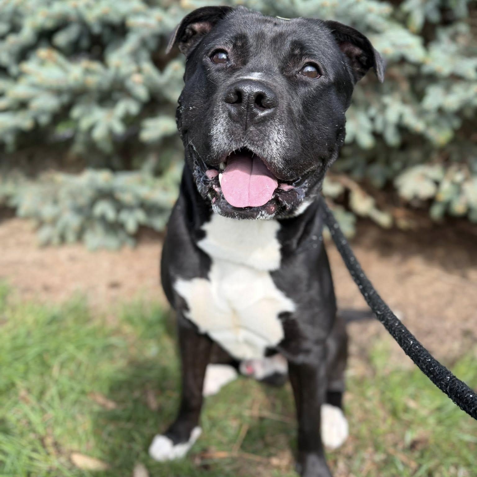 Dennis, Adoptable, Young Male Terrier.