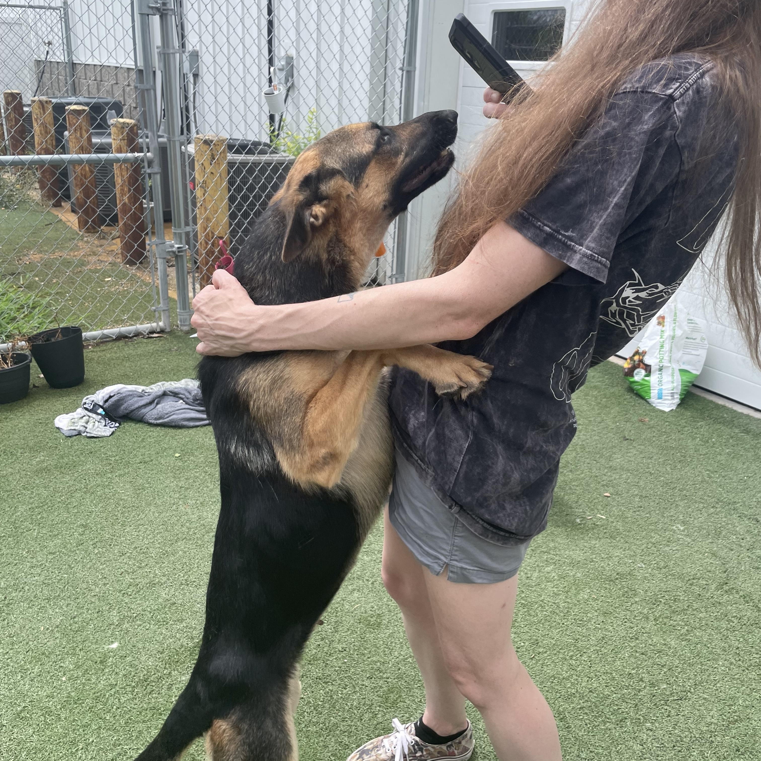Rosalinda, a Adoptable mixed breed in Jefferson City, MO image 3/6