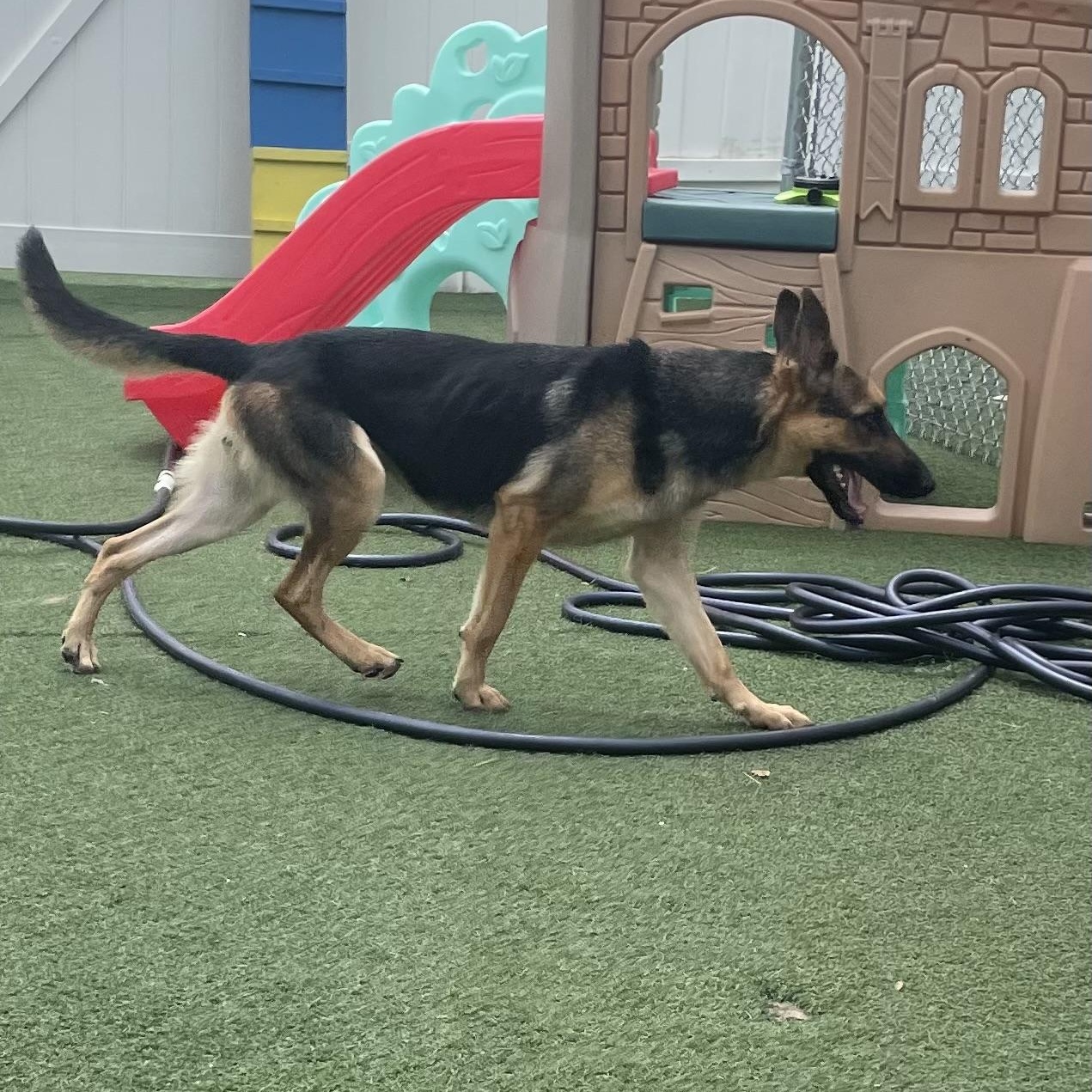 Rosalinda, a Adoptable mixed breed in Jefferson City, MO image 5/6