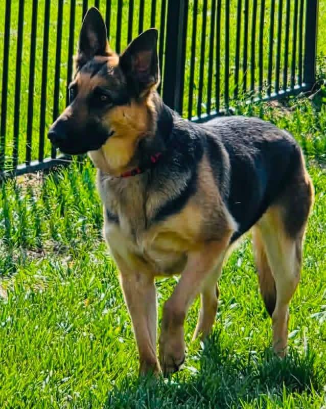 Enlarge Rosalinda, a Adoptable mixed breed in Jefferson City, MO image 2/5