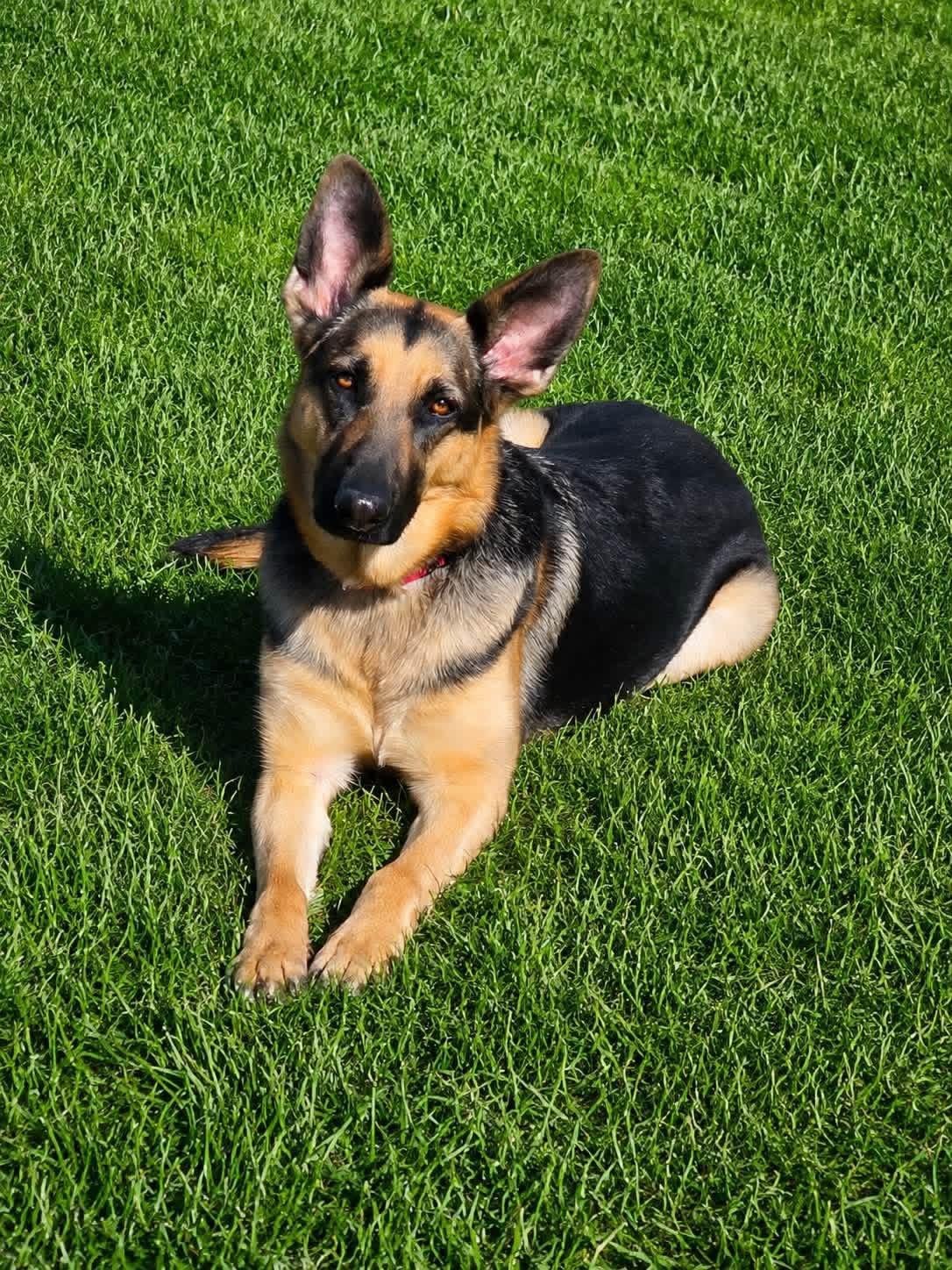 Enlarge Rosalinda, a Adoptable mixed breed in Jefferson City, MO image 1/5