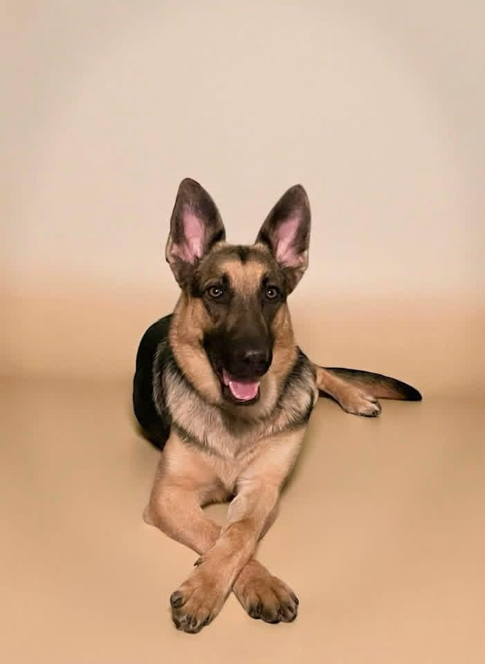 Rosalinda, Adoptable, Young Female German Shepherd Dog.