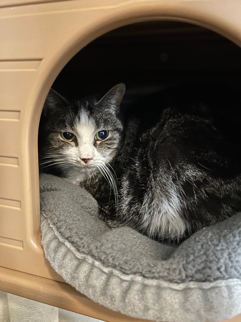 Enlarge Mork, a Adoptable mixed breed in Bryson City, NC image 1/5