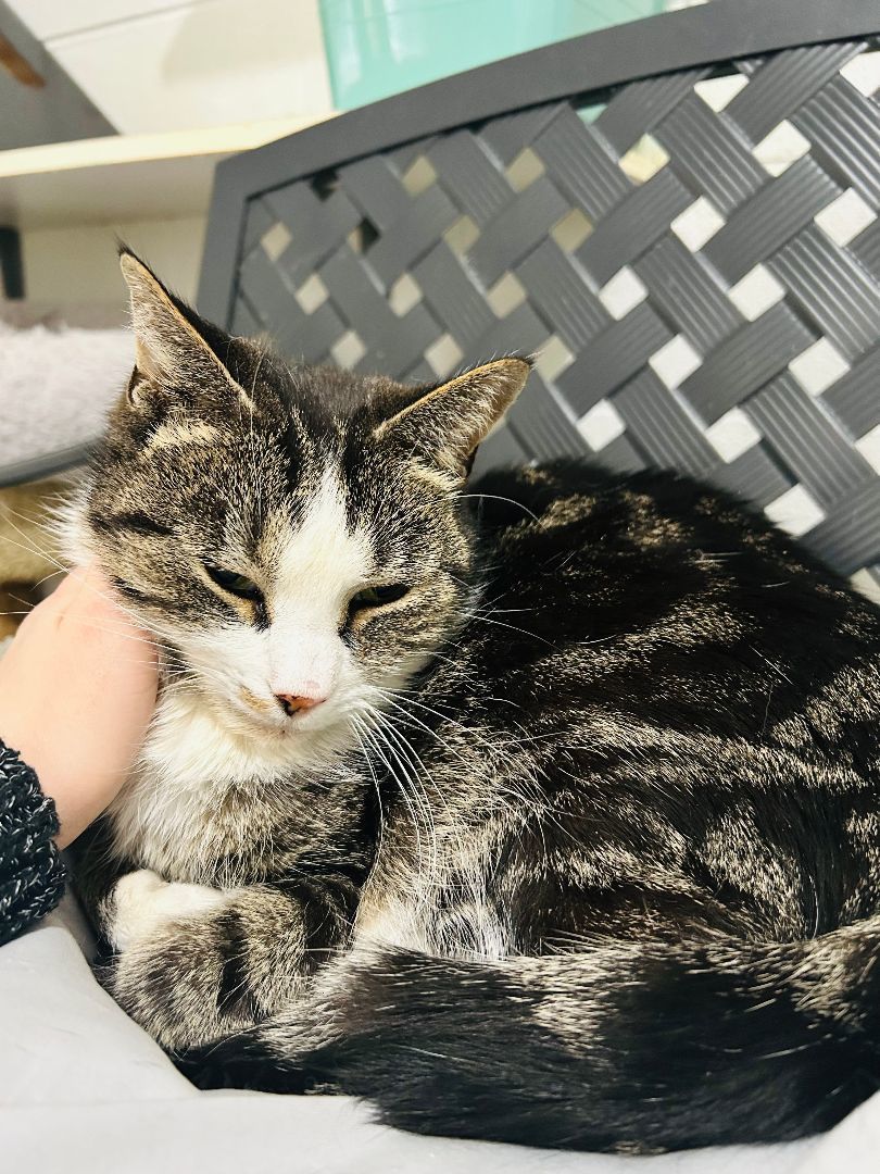 Mork, a Adoptable mixed breed in Bryson City, NC image 2/4