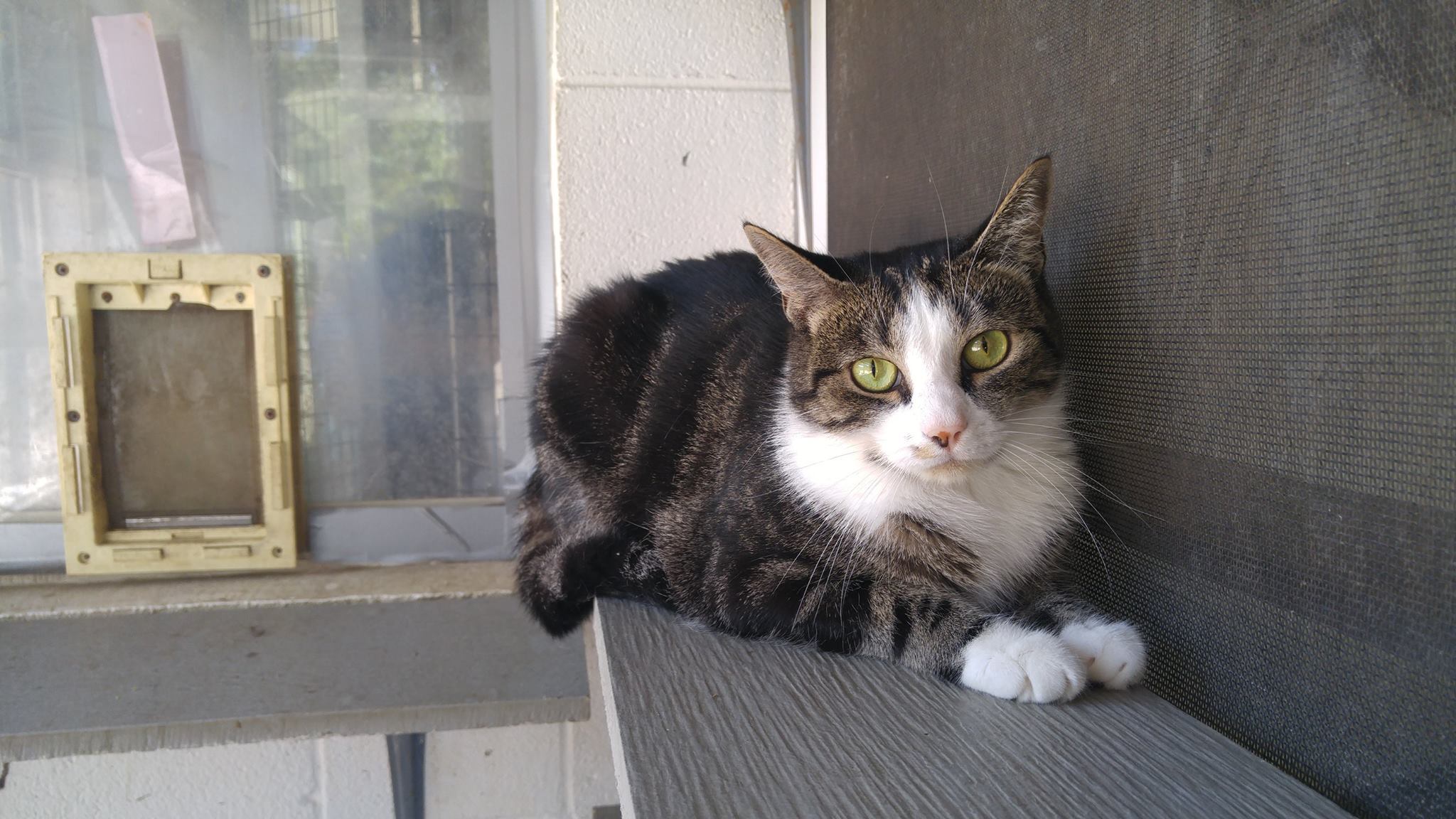 Mork, a Adoptable mixed breed in Bryson City, NC image 3/4