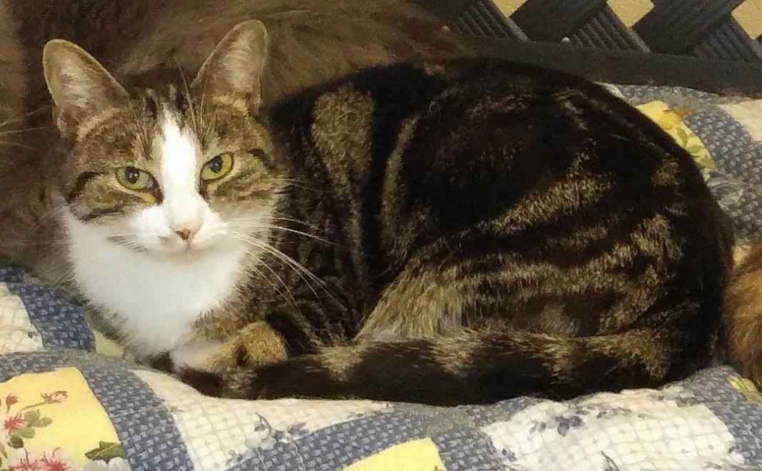 Mork, a Adoptable mixed breed in Bryson City, NC image 1/4