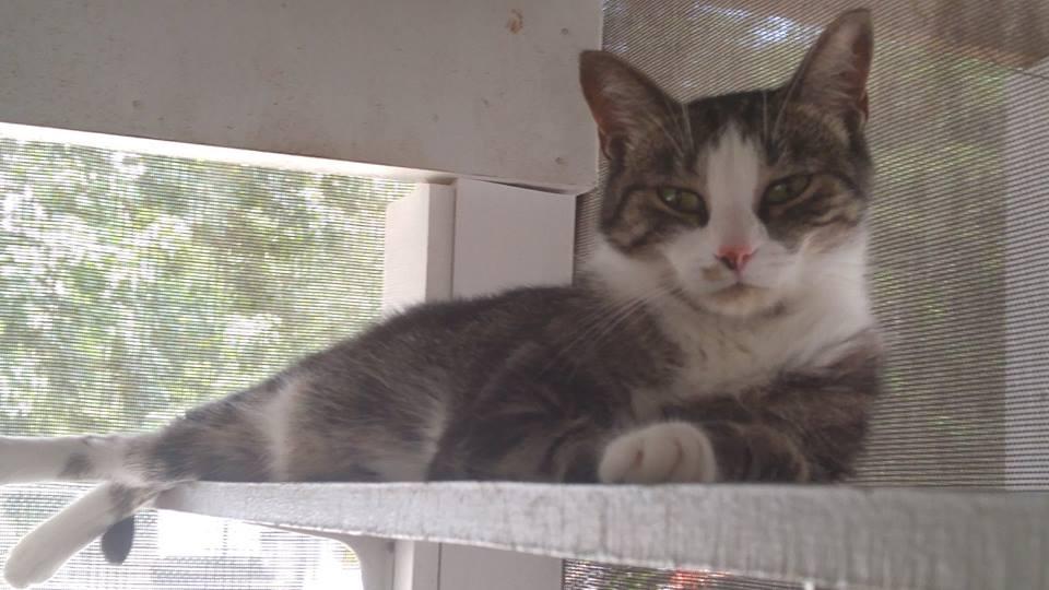 Mork, a Adoptable mixed breed in Bryson City, NC image 4/4