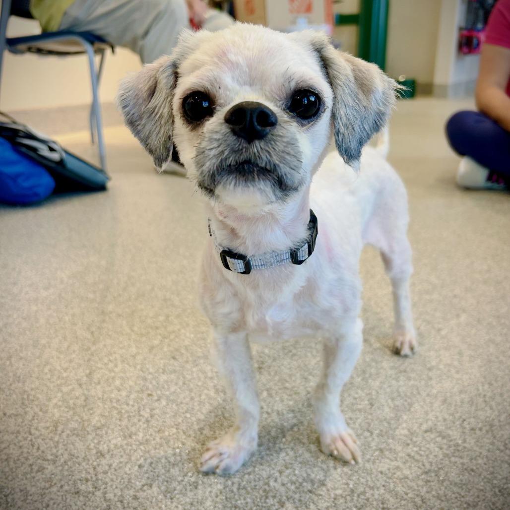 Burt, Adoptable, Young Male Lhasa Apso & Mixed Breed.