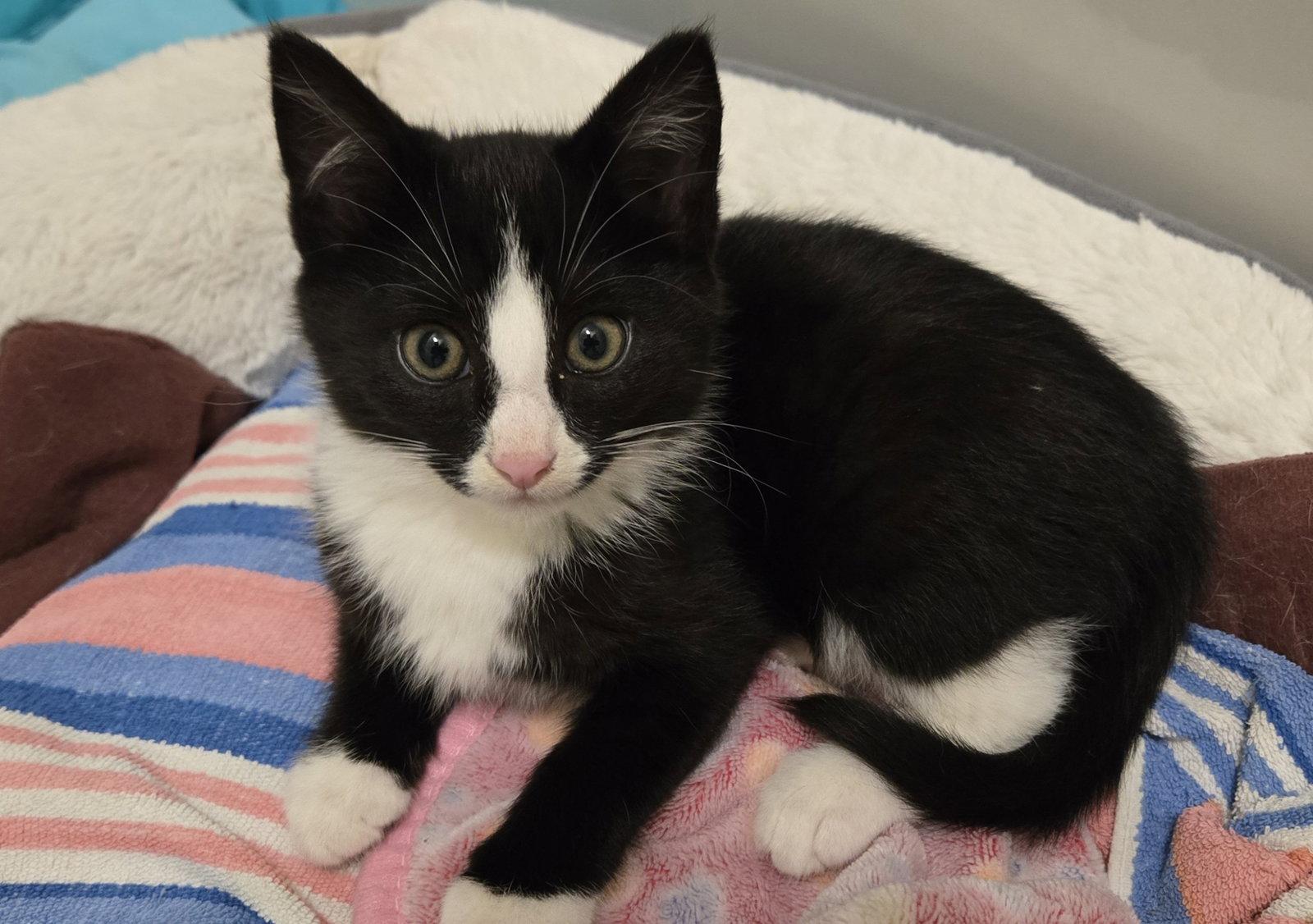 Vanta, Adopted, Kitten Male Domestic Short Hair.