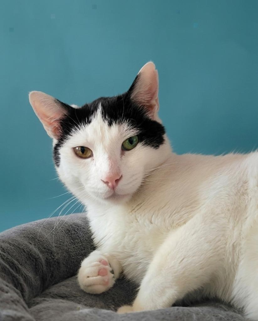 Charlie Bean (downey), Adoptable, Adult Male Domestic Short Hair.
